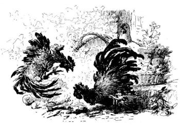 Preserving the Heritage: Challenges in Thai Fighting Cock Conservation