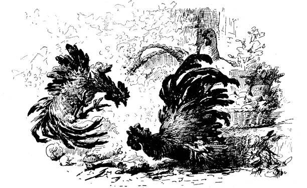 Cockfight or Rooster fighting
