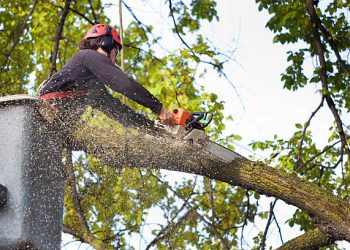 7 reasons people hire emergency tree removal services!