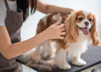 Explore Dog Grooming in Boca Raton and Puppies for Sale in West Palm Beach