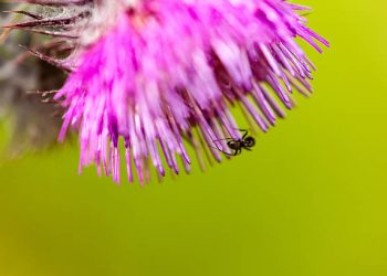 How to Keep Ants Out of Your Home in Washington?