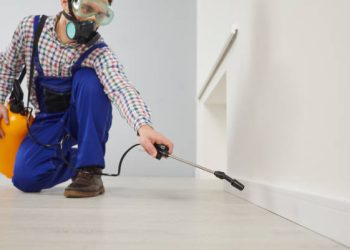 What’s That Smell? Stink Bugs in Your Tumwater Crawlspace