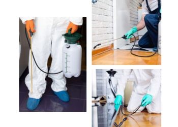 bed bug removal service Springfield MO