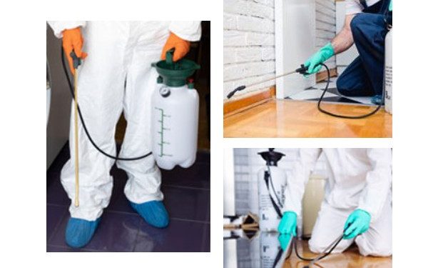 bed bug removal service Springfield MO