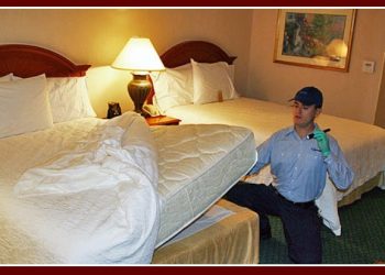 How To Choose The Best Bed Bug Removal Company In Springfield MO?
